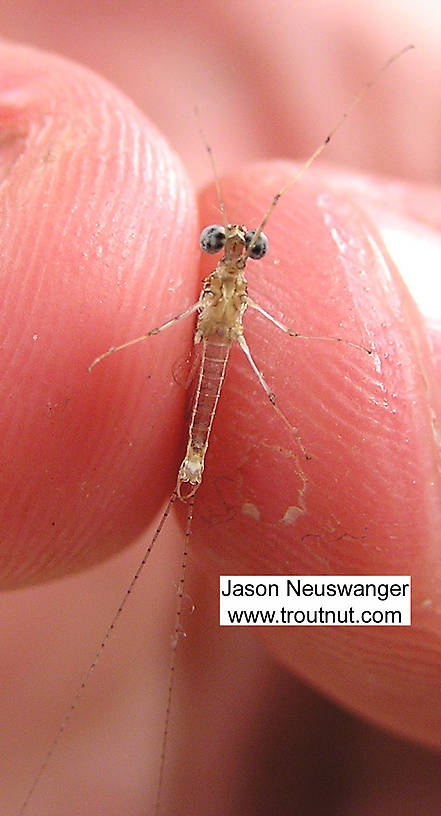 Male Maccaffertium modestum (Cream Cahill) Mayfly Spinner from unknown in Wisconsin