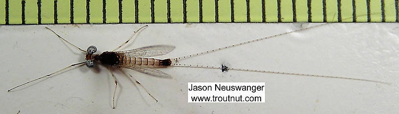 Male Maccaffertium modestum (Cream Cahill) Mayfly Spinner from unknown in Wisconsin