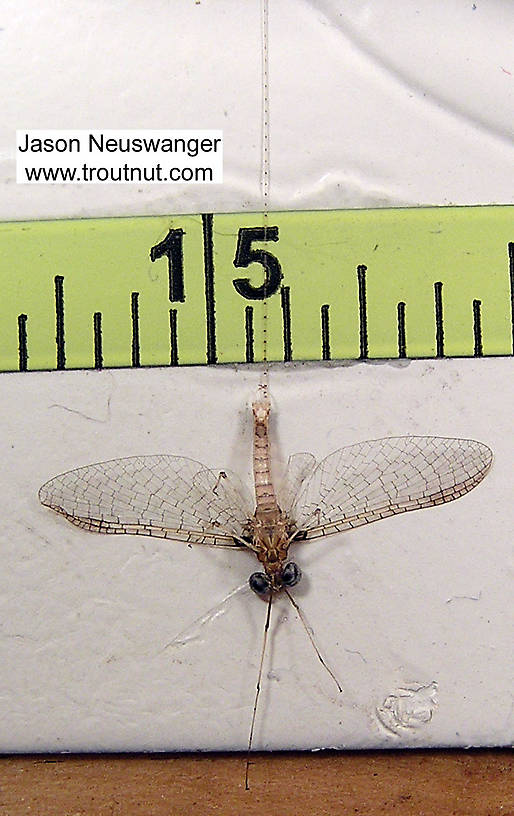 Male Maccaffertium modestum (Cream Cahill) Mayfly Spinner from unknown in Wisconsin