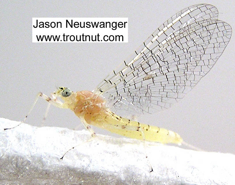 Female Maccaffertium modestum (Cream Cahill) Mayfly Spinner from unknown in Wisconsin