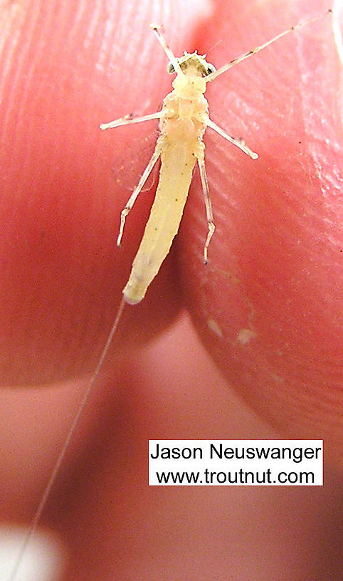 Female Maccaffertium modestum (Cream Cahill) Mayfly Spinner from unknown in Wisconsin