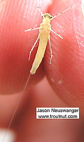 Female Maccaffertium modestum (Cream Cahill) Mayfly Spinner