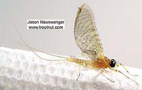 Male Heptageniidae (March Browns, Cahills, Quill Gordons) Mayfly Dun