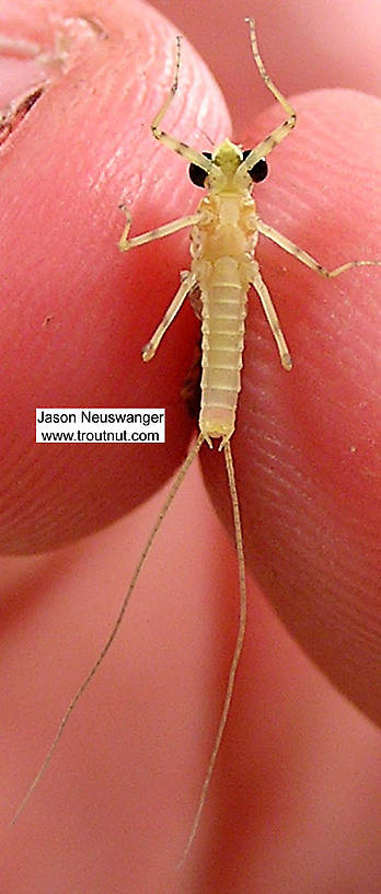 Male Heptageniidae (March Browns, Cahills, Quill Gordons) Mayfly Dun from unknown in Wisconsin