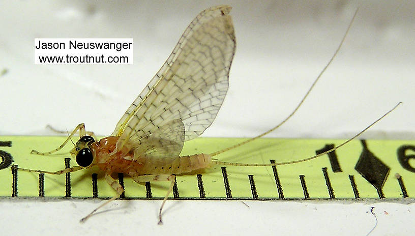 Male Heptageniidae (March Browns, Cahills, Quill Gordons) Mayfly Dun from unknown in Wisconsin