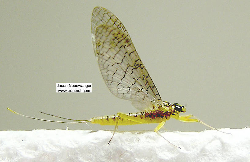 Female Leucrocuta hebe (Little Yellow Quill) Mayfly Dun from the Beaverkill River in New York