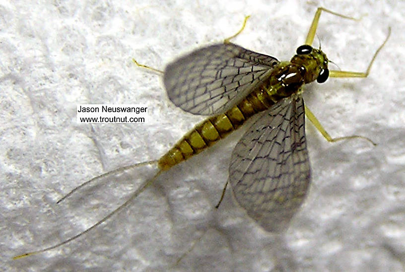 Female Leucrocuta hebe (Little Yellow Quill) Mayfly Dun from the Beaverkill River in New York