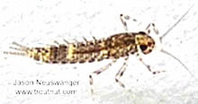 Baetidae (Blue-Winged Olives) Mayfly Nymph from the Namekagon River in Wisconsin