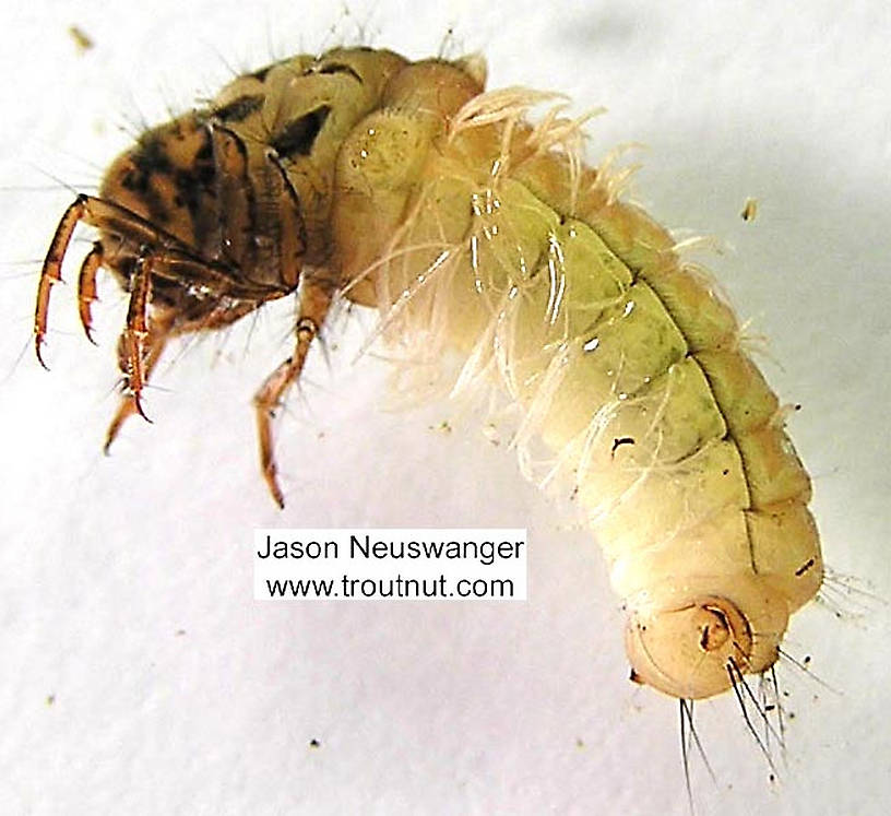 Limnephilus (Summer Flier Sedges) Caddisfly Larva from unknown in Wisconsin