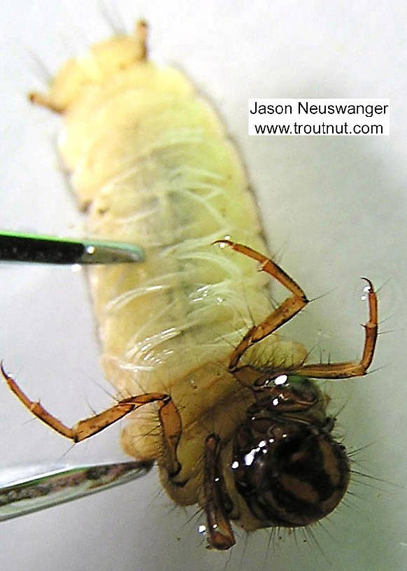 Limnephilus (Summer Flier Sedges) Caddisfly Larva from unknown in Wisconsin