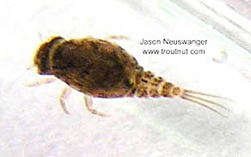 Baetisca laurentina (Armored Mayfly) Mayfly Nymph from unknown in Wisconsin