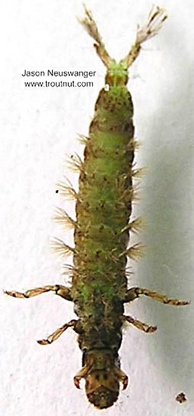 Hydropsychidae Caddisfly Larva from unknown in Wisconsin