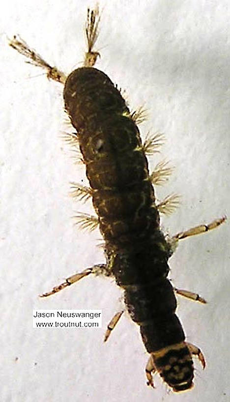 Hydropsychidae Caddisfly Larva from unknown in Wisconsin