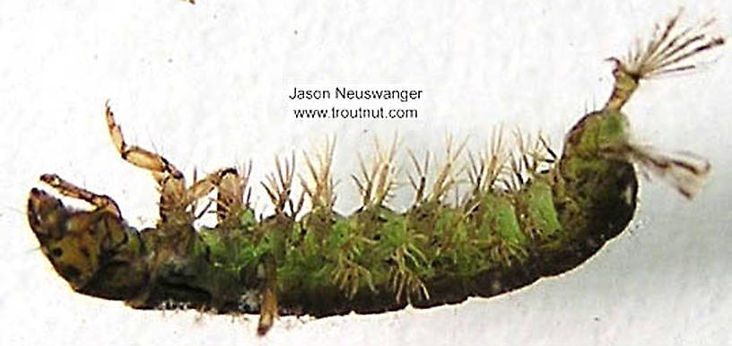 Hydropsychidae Caddisfly Larva from unknown in Wisconsin