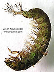 Hydropsychidae  Caddisfly Larva