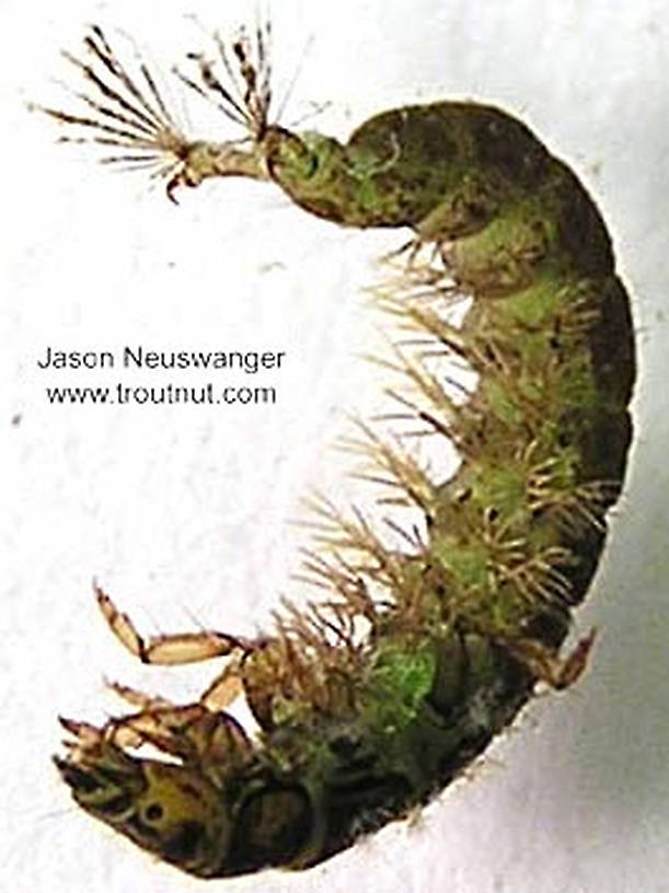 Hydropsychidae Caddisfly Larva from unknown in Wisconsin