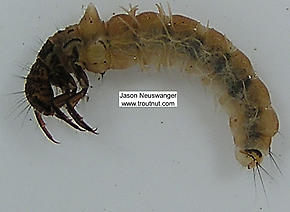 Limnephilus (Summer Flier Sedges) Caddisfly Larva