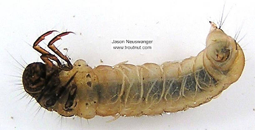 Limnephilus (Summer Flier Sedges) Caddisfly Larva from unknown in Wisconsin