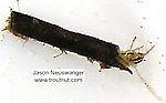 Limnephilidae (Northern Caddisflies) Caddisfly Larva