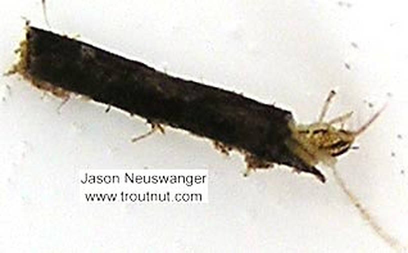 Limnephilidae (Northern Caddisflies) Caddisfly Larva from unknown in Wisconsin