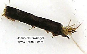 Limnephilidae (Northern Caddisflies) Caddisfly Larva