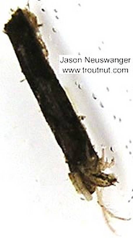 Limnephilidae (Northern Caddisflies) Caddisfly Larva from unknown in Wisconsin