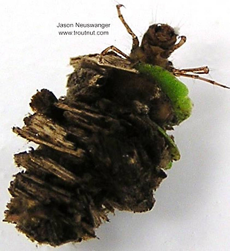 Platycentropus (Chocolate and Cream Sedges) Caddisfly Larva from unknown in Wisconsin