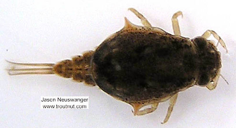 Baetisca laurentina (Armored Mayfly) Mayfly Nymph from the Namekagon River in Wisconsin