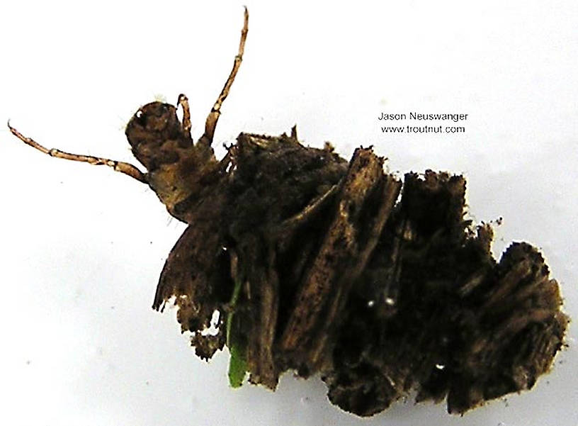 Platycentropus (Chocolate and Cream Sedges) Caddisfly Larva from unknown in Wisconsin