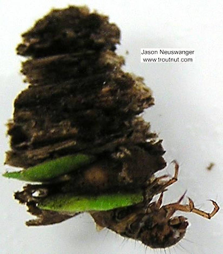 Platycentropus (Chocolate and Cream Sedges) Caddisfly Larva from unknown in Wisconsin