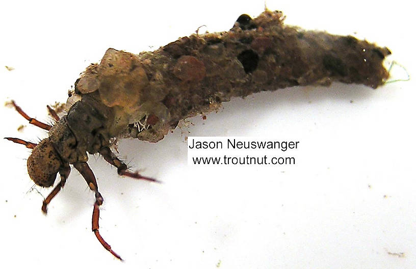 Trichoptera (Caddisflies) Caddisfly Larva from unknown in Wisconsin