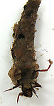 Trichoptera (Caddisflies) Insect Larva