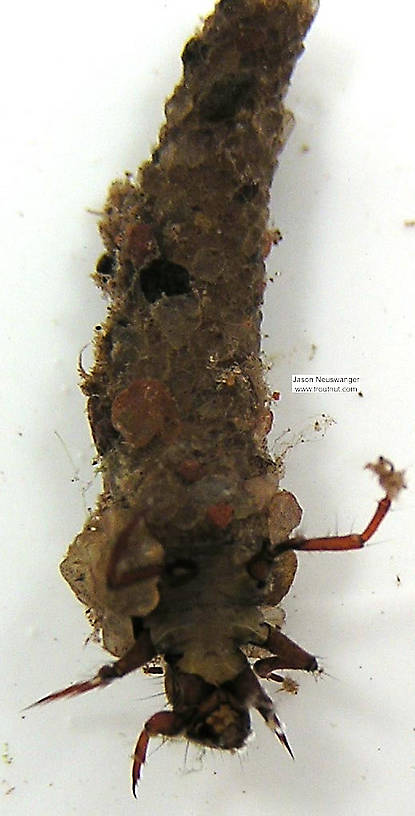 Trichoptera (Caddisflies) Caddisfly Larva from unknown in Wisconsin