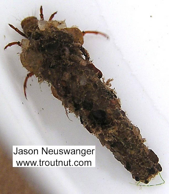 Trichoptera (Caddisflies) Caddisfly Larva from unknown in Wisconsin