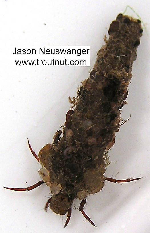 Trichoptera (Caddisflies) Caddisfly Larva from unknown in Wisconsin