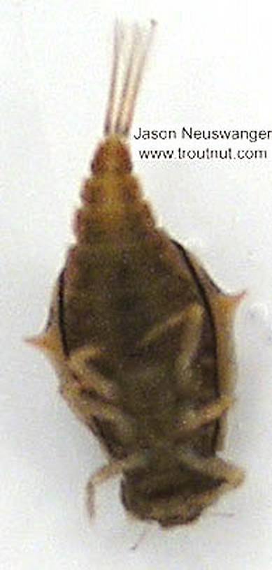 Baetisca laurentina (Armored Mayfly) Mayfly Nymph from the Namekagon River in Wisconsin