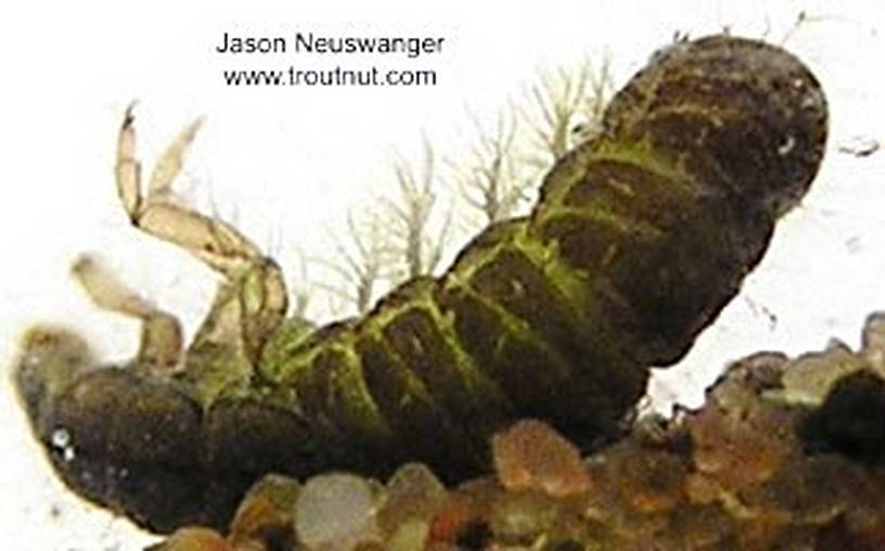 Hydropsychidae Caddisfly Larva from unknown in Wisconsin