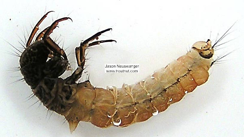 Limnephilidae (Northern Caddisflies) Caddisfly Larva from unknown in Wisconsin