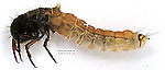 Limnephilidae (Northern Caddisflies) Caddisfly Larva