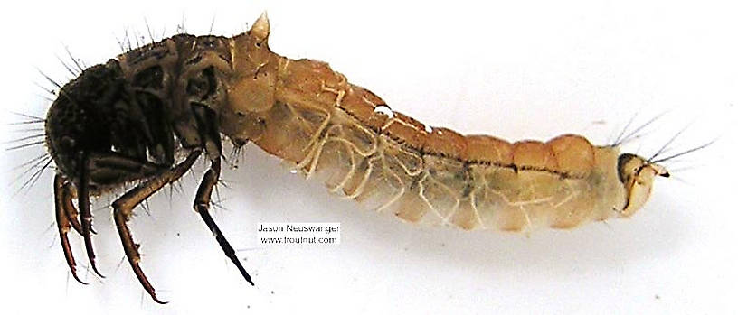 Limnephilidae (Northern Caddisflies) Caddisfly Larva from unknown in Wisconsin