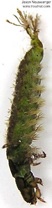 Hydropsychidae Caddisfly Larva from unknown in Wisconsin