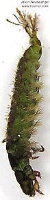 Hydropsychidae  Caddisfly Larva