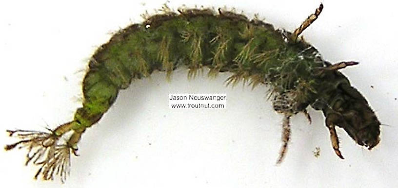 Hydropsychidae Caddisfly Larva from unknown in Wisconsin