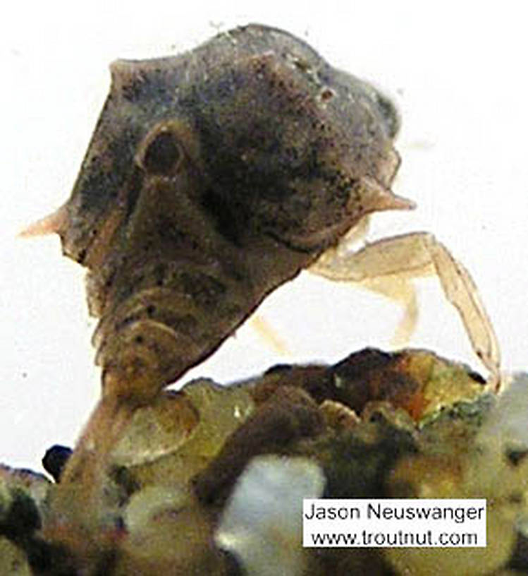 Baetisca laurentina (Armored Mayfly) Mayfly Nymph from the Namekagon River in Wisconsin