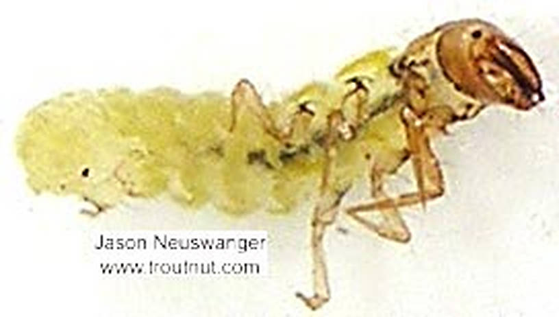 Dolophilodes distinctus (Tiny Black Gold Speckled-Winged Caddis) Caddisfly Larva from unknown in Wisconsin