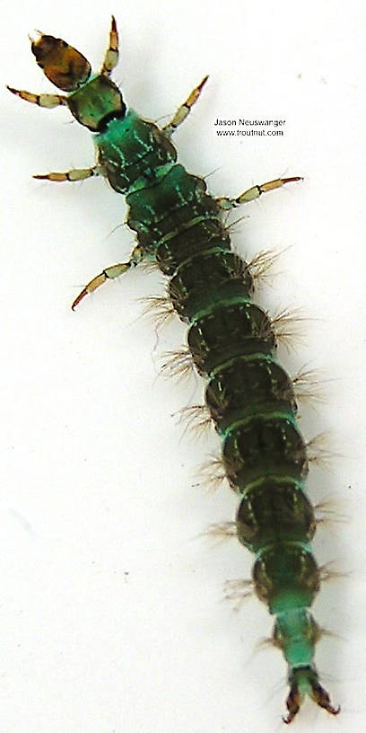 Rhyacophila brunnea (Green Sedge) Caddisfly Larva from unknown in Wisconsin