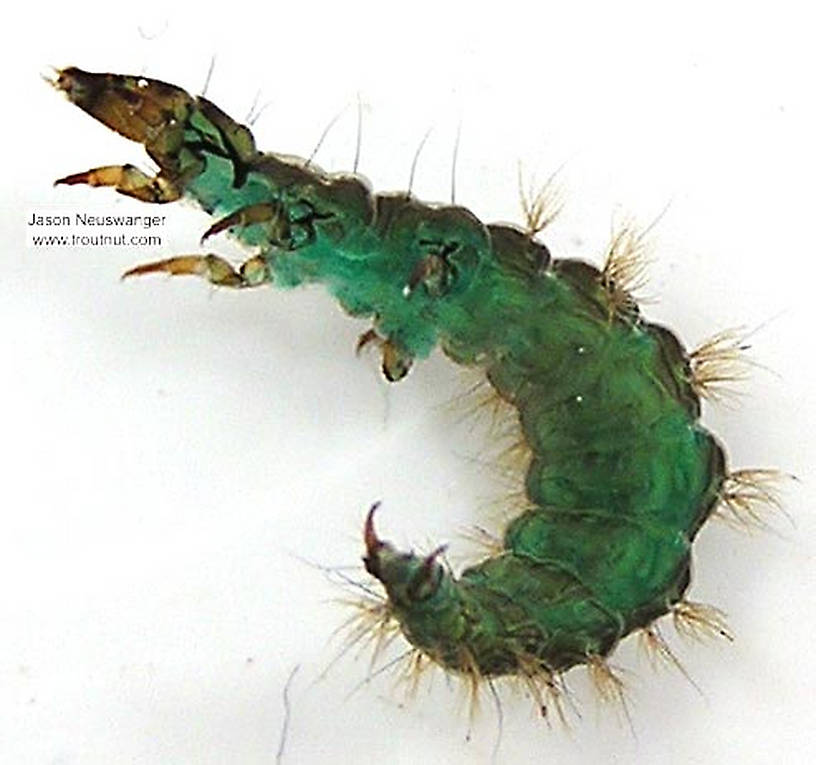 Rhyacophila brunnea (Green Sedge) Caddisfly Larva from unknown in Wisconsin