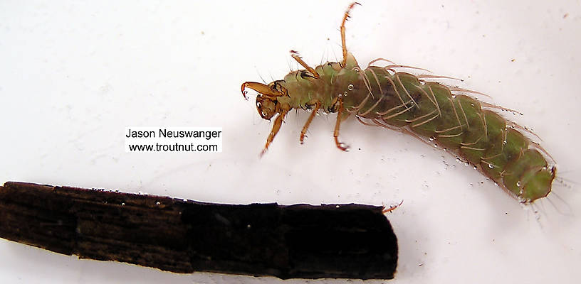 Phryganeidae Caddisfly Larva from unknown in Wisconsin