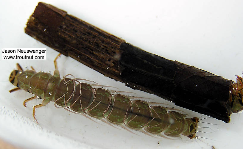 Phryganeidae Caddisfly Larva from unknown in Wisconsin