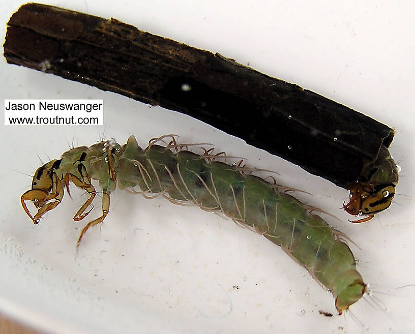 Phryganeidae Caddisfly Larva from unknown in Wisconsin